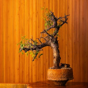 아프리카 식물 코미포라 폴리세아 Commiphora foliacea