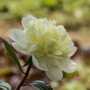 수입 작약 특선 써니걸 15cm포트묘 대림묘목농원