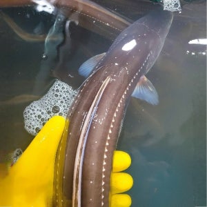 거제 산지직송 바다장어 1kg 구이용 손질 대/중/소 선택