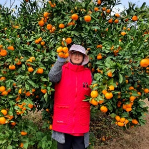 제주 노지 감귤 조생 귤 10kg