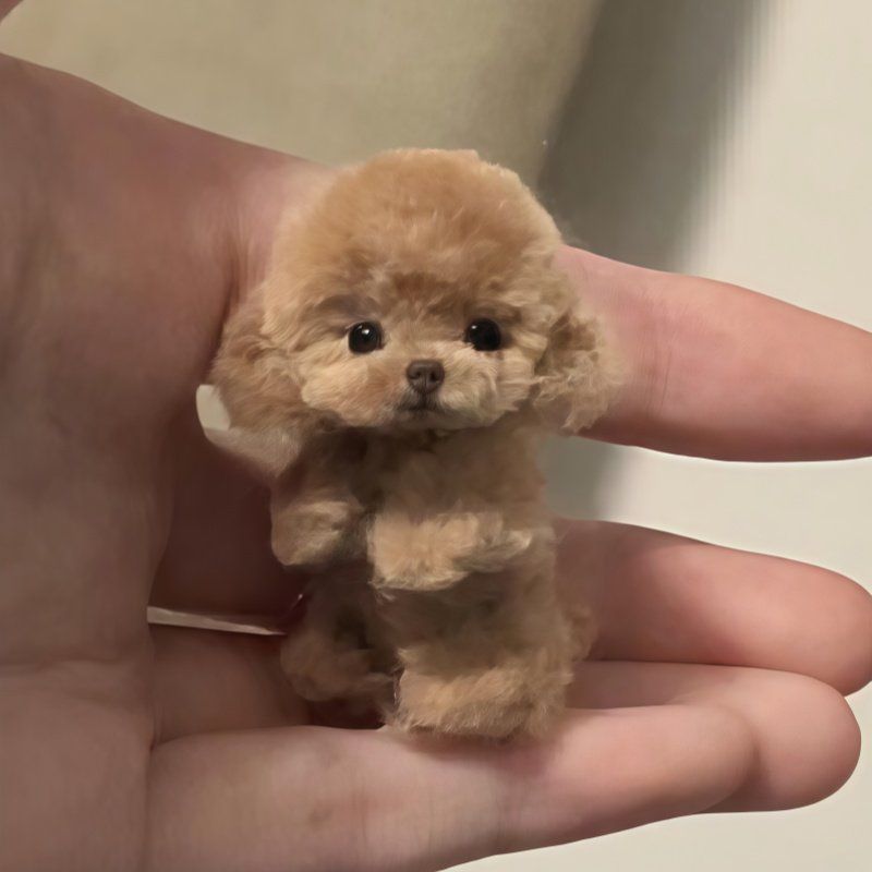 수작업 주문제작 피규어 강아지 모형 고양이 반려동물 주문제작캐릭터 인물 대형 주문 가족