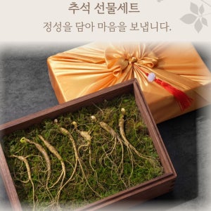 [진상품산삼][1뿌리증정] 국내산 산양산삼 장뇌삼 8-9년근 10뿌리 선물세트 산양삼 정삼