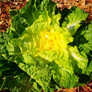 국내산 진도 <b>봄동</b> 알배기 배추 1kg 2kg 3kg