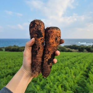 겨울을 이겨낸 단맛 제주 구좌 당근 갓 수확 산지직송 중, 3kg, 1개