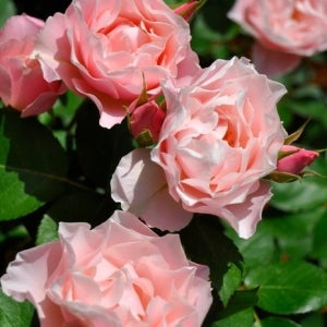 다프네 로사오리엔티스 핑크 장미묘목 접목 2년생 대묘