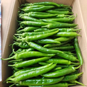 국내산 오이맛 풋고추 오이고추 아삭이 특품 500g, 1kg