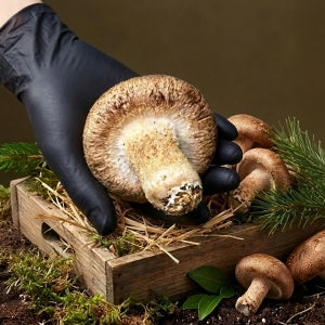 킹콩농수산 이현복 표고버섯 1kg 송이버섯 생표고버섯 자연산 무농약