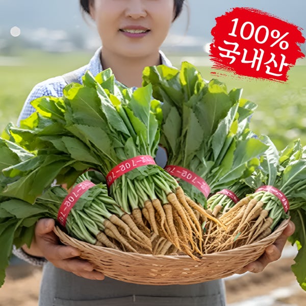 국내산 생 고들빼기 노지 왕고들빼기 신선한 김장 김치재료 햇 꼬들배기 제철 재료