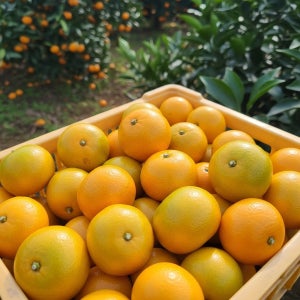 제주 감귤 산지직송 당도보장 [맛없으면 무료반품]