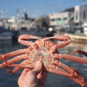 자숙 대게 3.5kg 12-15미 내외