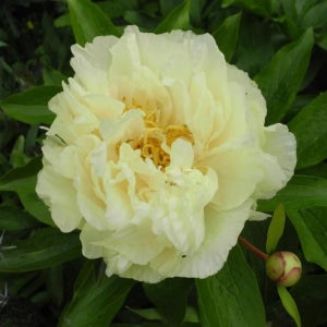 작약 숙근 - 써니 걸