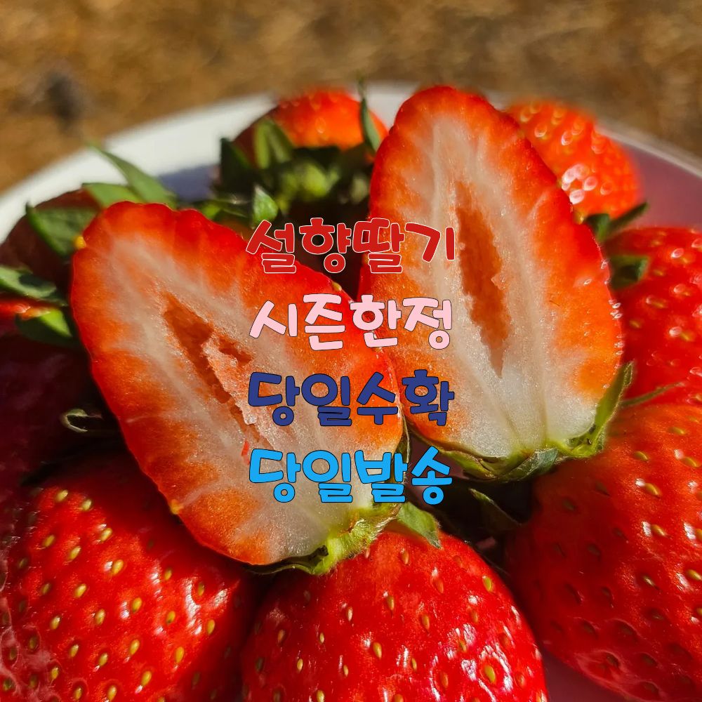 프리미엄 논산 설향딸기 한입과 350g