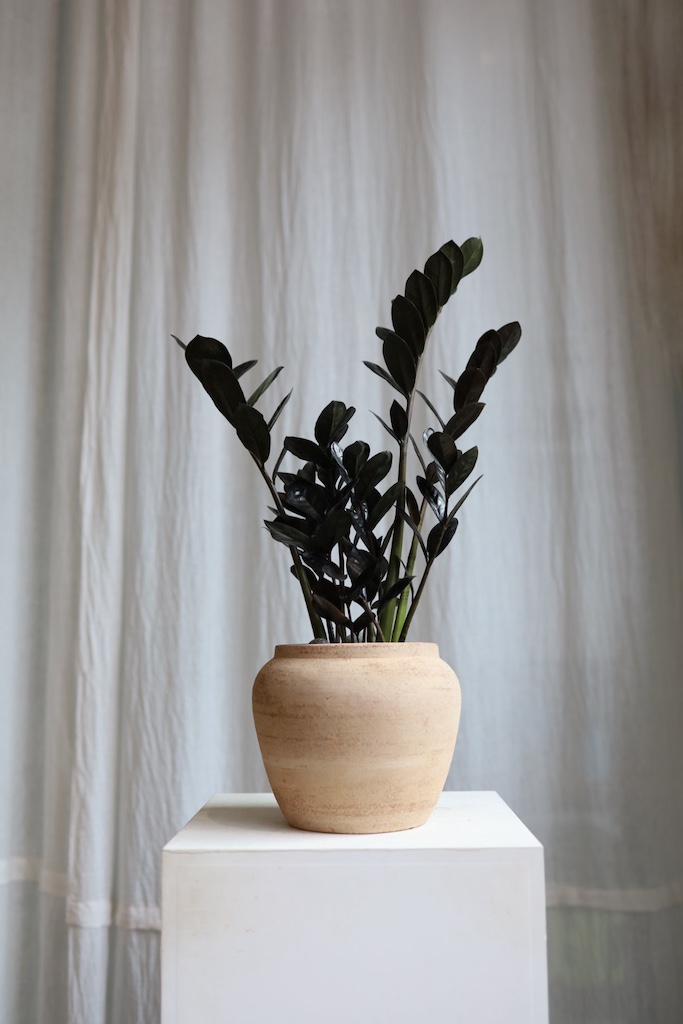 [<b>위트</b>앤<b>그라스</b>/동일품] 블랙금전수 토분