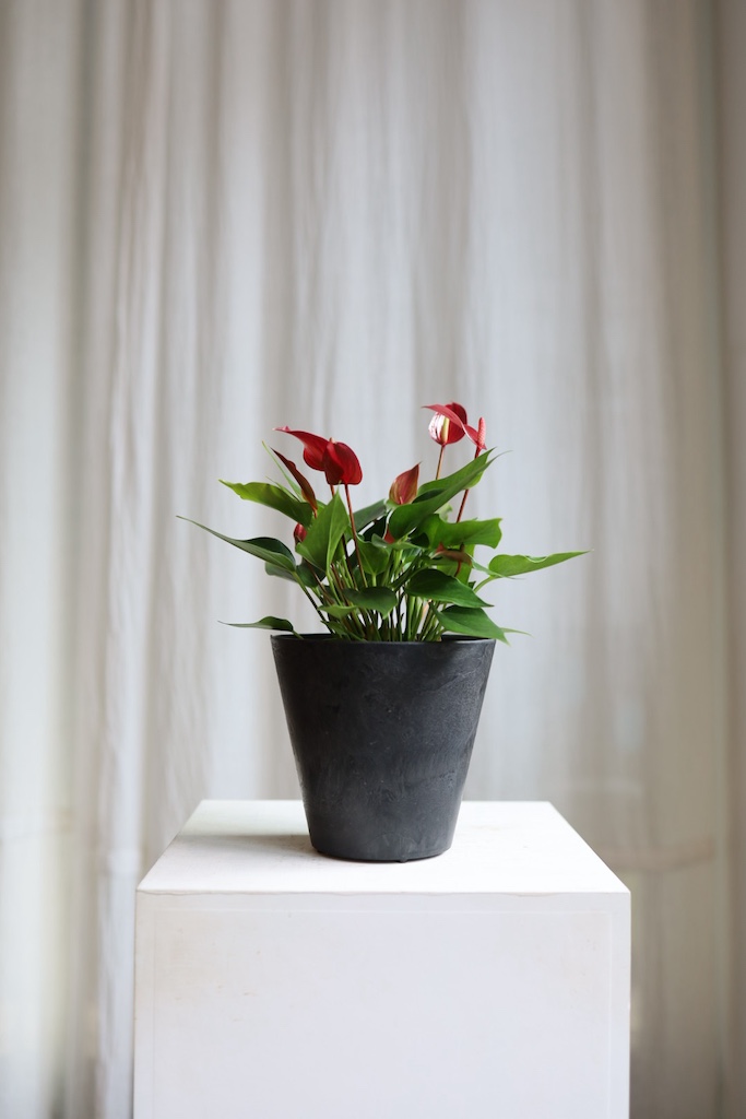 [<b>위트</b>앤<b>그라스</b>/동일품] 안스리움 레드