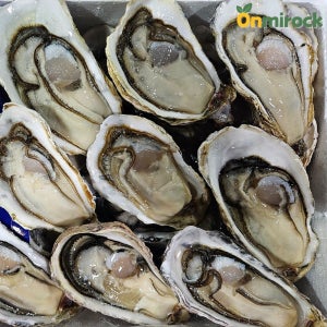 온미락 통영 굴 하프쉘 석화 반각굴 5kg 10kg 프리미엄 생굴 당일채취