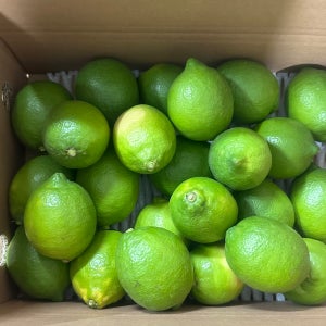 제주 레몬 청레몬 서귀포 생과 혼합과, 5kg, 1개