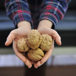 신거풍 호두나무묘목 실생 1년생 최대과종