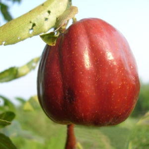 희조 대추나무묘목 접목 1년생 꿀대추