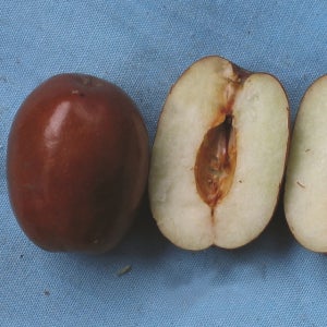 무핵대조 대추나무묘목 접목 1년생