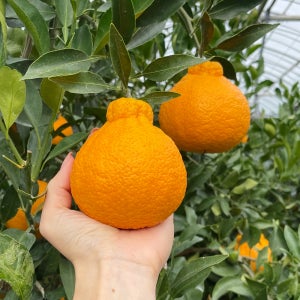 제주 한라봉 10kg 할라봉 노지 한라봉 제철 못난이