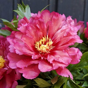 작약 숙근 - 힐러리