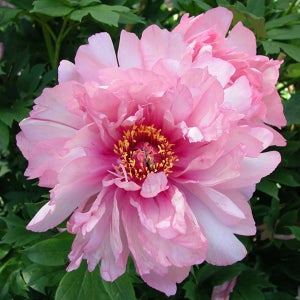 작약 숙근 - 퍼스트 어라이벌