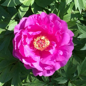 작약 숙근 - 고든 시몬손