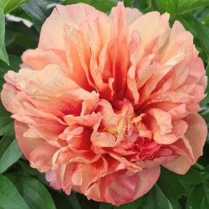 작약 숙근 - 단세 두 페우