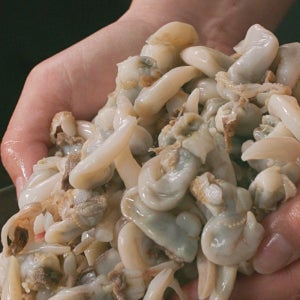 자연산 손질 새조개 10팩 약 170마리 100% 자연 자숙 급냉 고급 식재료 완전손질