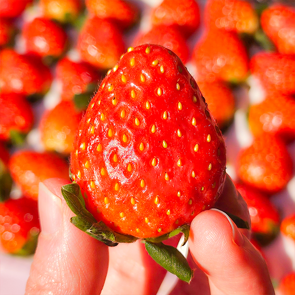 프리미엄 설향 딸기 특 300g, 1개