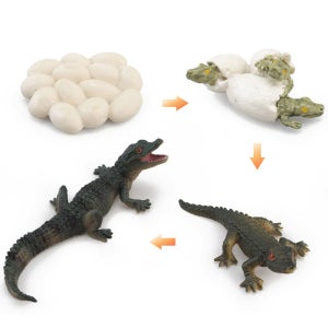 동물피규어 (악어) 성장과정