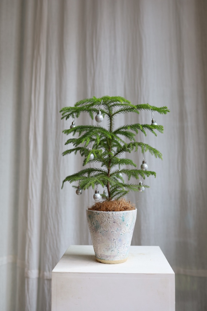 [<b>위트</b>앤<b>그라스</b>/동일품] 아라우카리아 프로스트트리