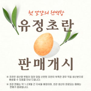 (초란) 난각번호1번 오늘 산란한 자유방목 자연방사 HACCP 무항생제 유황먹인 황동유정란 유정초란