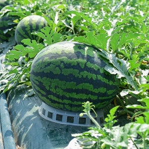 국내산 달콤하고 맛있는 과즙 가득한 하우스 정품 겨울수박 5-6kg