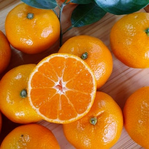 제주 노지 감귤 10kg