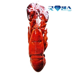 캐나다 자숙 랍스터 1마리 400-450g 자숙랍스타 냉동 바닷가재