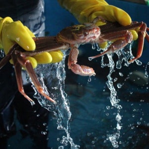 국내산 활 대게 3마리 5마리 포항 영덕 구룡포