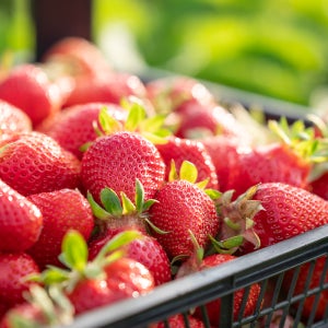 꽃미남농부 논산 프리미엄 제철 딸기 고당도 설향 킹스베리 생딸기 1kg 750g 500g