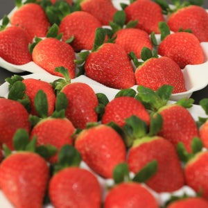 상큼달콤한 향이 입안가득 퍼지는 홍희딸기