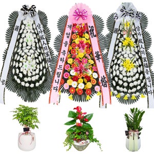 하남화환 하남꽃배달 개업화분
