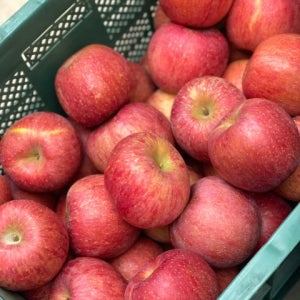 사과 청송 부사 꿀사과 가정용 못난이 흠과 10KG