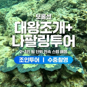 보홀 나팔링 대왕조개 투어 스노쿨링 프리다이빙 수중촬영