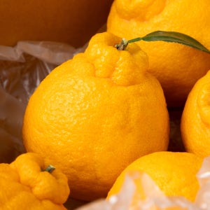 제주 한라봉 고당도 레드향 가정용 선물세트