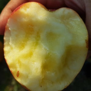 10kg 문경사과 환영농장 꿀사과 부사꼬40과이상