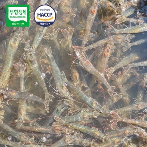 살아있을때 급냉한 국내산 제철 무항생제 흰다리새우 왕새우 1kg 35미
