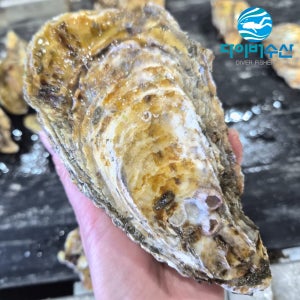 [다이버수산] 4계절 먹는 큰굴 삼배체 각굴 3kg, 5kg