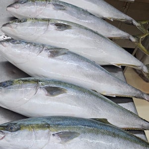 대방어 8kg이상 회 필렛 500g