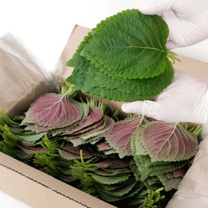 경산 하양 깻잎 싱싱한 찹찹이 당일수확 직송 500g 1kg 2kg