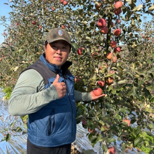 부사 꿀사과 사과 청송 경북 가정용 못난이 산지직송 5kg