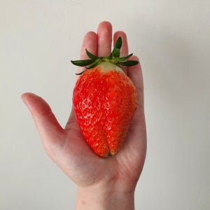 [영팜올드팜] 딸기 킹스베리 농장직송 산지직송 논산 당일수확 킹스베리특[400g]